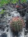 Cactus are everywhere on Bonaire, this is at Karpata dive site