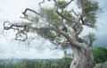 Tree at the narrow road to Karpata (north of Kralendijk)