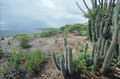 Scenery with cactus