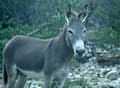 Curious donkey not sure about if he likes the offered cookies or not