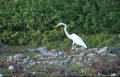 White crane aside the road around the south part of Bonaire