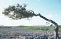 Windbend tree "Divi-Divi" on the south island