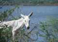 Another curious donkey with many pink dots in the background