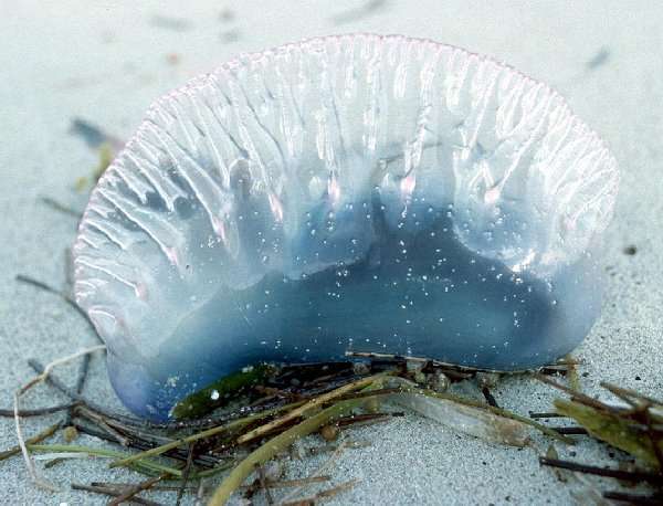 Cuttlefish stranded at the beach of Varadero