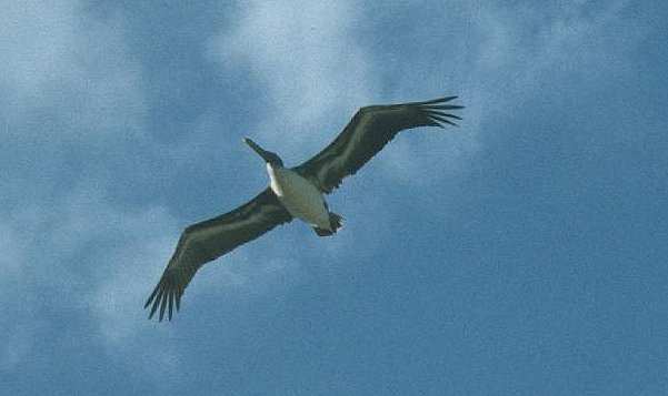 Pelican on the hunt for fish