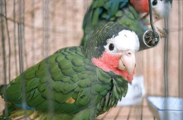 "Poooly wants a cracker"