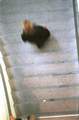 Hurry on the staircase